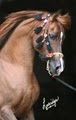 KJ Ranch Arabians image 8