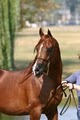 KJ Ranch Arabians image 9