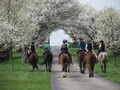 Kubicki Eventing- Riding Lessons, Training & Boarding image 1