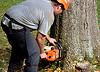 Landtek Environmental Tree Service LLC image 3