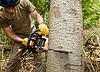 Landtek Environmental Tree Service LLC image 9