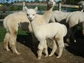 Maine Alpaca Company image 2