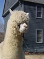Maine Alpaca Company image 4