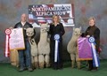 Maine Alpaca Company image 7