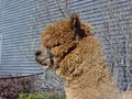 Maine Alpaca Company image 9