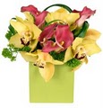 Manhattan Flower Delivery, Orchids and Plants logo