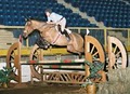 Millbrook Equestrian - Horseback Riding Lessons image 6
