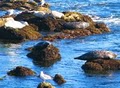 Monterey California tours image 1