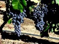 Mt Palomar Winery image 2