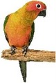 Nature Chest Bird Shop image 4