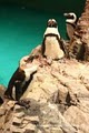 New England Aquarium image 3