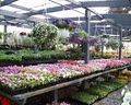 North Shore Garden Center image 8