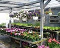 North Shore Garden Center image 9