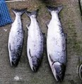 Northwest Fishing Charters image 2