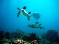 Ocean Legends Hawaii Scuba Diving image 4