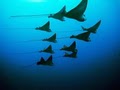 Ocean Legends Hawaii Scuba Diving image 5