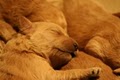 Official Golden Kennel (OGK) image 2