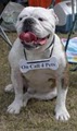 On Call 4 Pets image 3