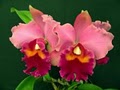 Orchids by Hausermann Inc image 1