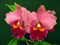 Orchids by Hausermann Inc logo