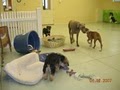 Pampered Paws Pet Resort Salon & Daycare image 2