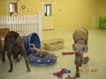 Pampered Paws Pet Resort Salon & Daycare image 3