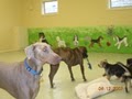 Pampered Paws Pet Resort Salon & Daycare image 4