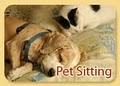 Pet Sitter Boca Raton - Dog Walker Pet Sitting Cat Sitting Dog Boarding Sitter image 2