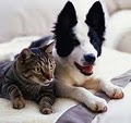 Pet Sitter Boca Raton - Dog Walker Pet Sitting Cat Sitting Dog Boarding Sitter image 5