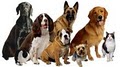 Pet Sitter Nanette Gordon, Professional Pet Sitting Services image 3