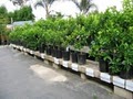 Plant Depot image 2