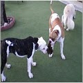 Plush Puppies Kennel & Daycare image 7