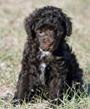 Poodle Party image 7