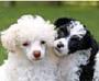 Poodle Party image 10