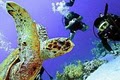 Reef Pirates Diving image 2