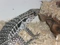 Reptiles Unlimited image 2