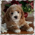 Rolling Meadows Puppies image 1