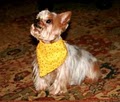 Rover Made Over House Call Dog Grooming & Pet Sitting image 1