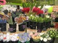 Rubia Flower Market image 2