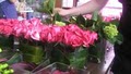Rubia Flower Market image 4