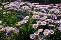San Francisco Botanical Garden image 1
