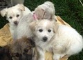 Shelter Dogs to Dream Dogs image 3