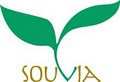 Souvia Tea Phoenix image 3