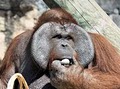 Tampa's Lowry Park Zoo image 10