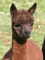 The Green Alpaca image 3