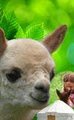 The Green Alpaca image 4