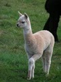 The Green Alpaca image 7