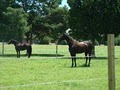 Thorpland Plantation Equine Facility image 4