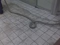 Tile and Grout Cleaning by Rug-Ratz image 2