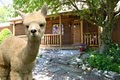 Turkey Creek Alpacas, LLC image 2